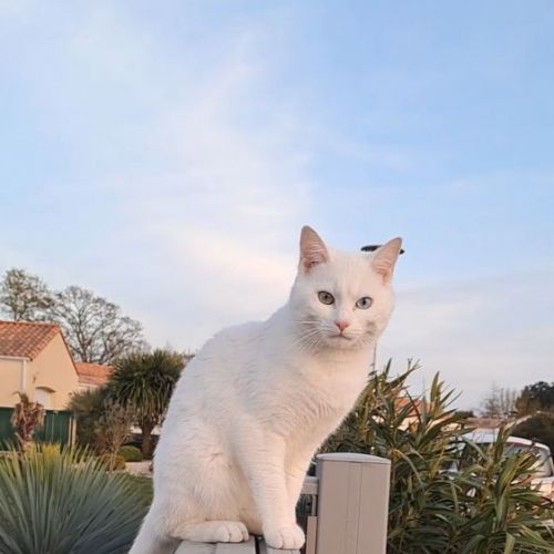 FR2301455 - Patou - Chat perdu - Saint-Brevin FR2301455 - Patou - Chat perdu - Saint-Brevin - AnimalWeb France