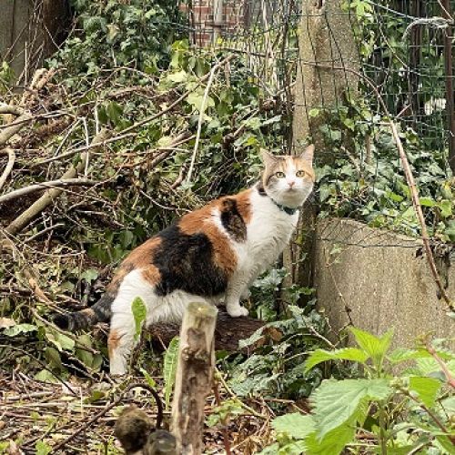 #FR2301473 - Chat perdu #FR2301473 - Chat perdu