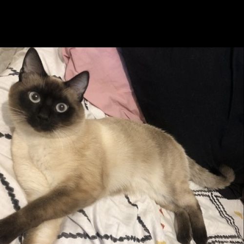 #FR2301474 - Chat perdu #FR2301474 - Chat perdu