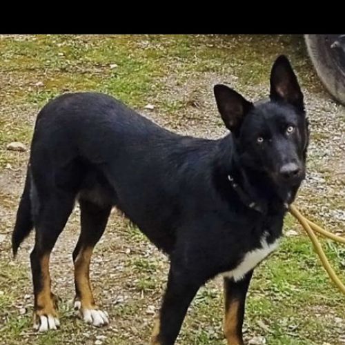 #FR2301475 - Chien perdu