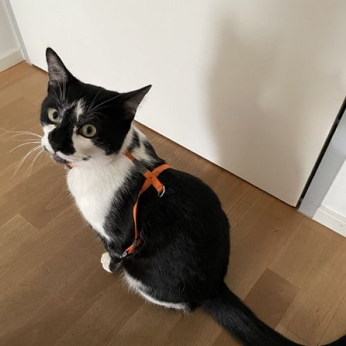 #FR2301476 - Chat perdu