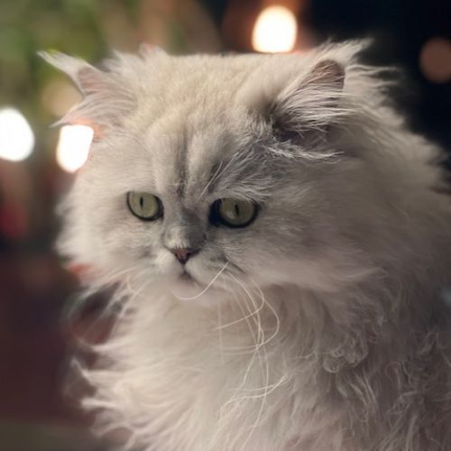 #FR2301483 - Chat perdu