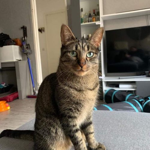 #FR2301486 - Chat perdu