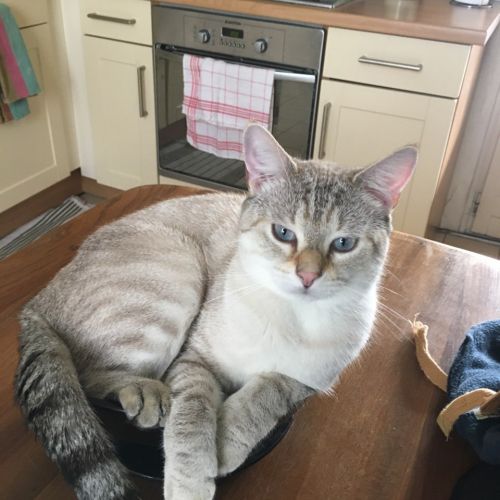 #FR210150 - Chat Perdu #FR210150 - Chat Perdu