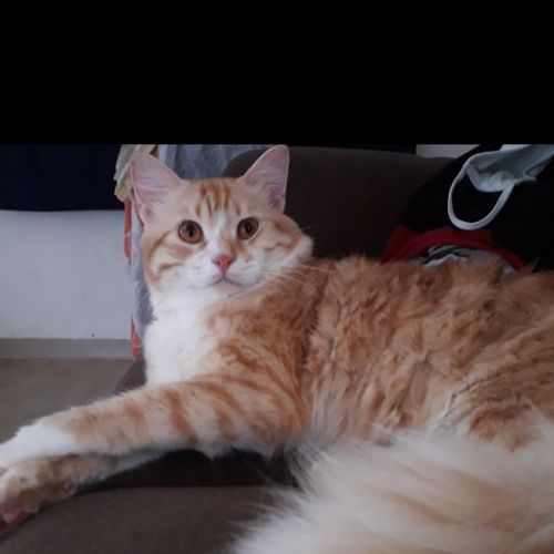 #FR2301501 - Chat perdu #FR2301501 - Chat perdu