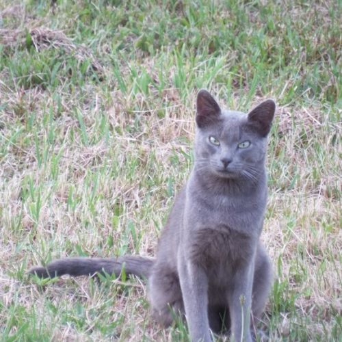 #FR2301506 - Chat trouvé