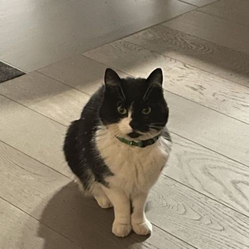 #FR2301507 - Chat perdu #FR2301507 - Chat perdu