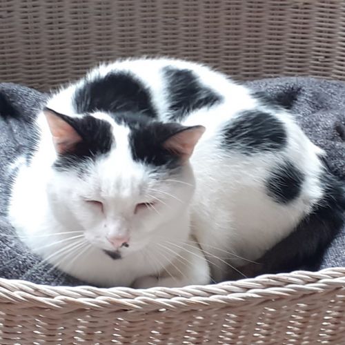 #FR210151 - Chat Perdu #FR210151 - Chat Perdu