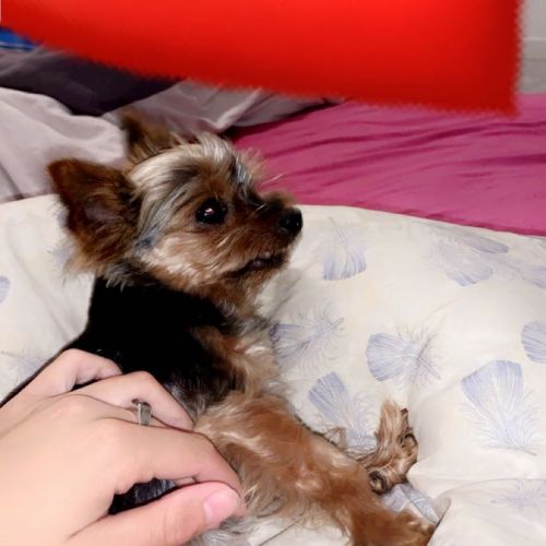 #FR2301514 - Chien Perdu #FR2301514 - Chien Perdu