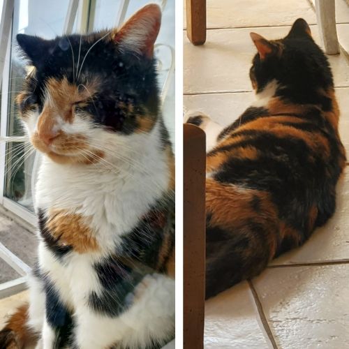 #FR2301515 - Chat perdu