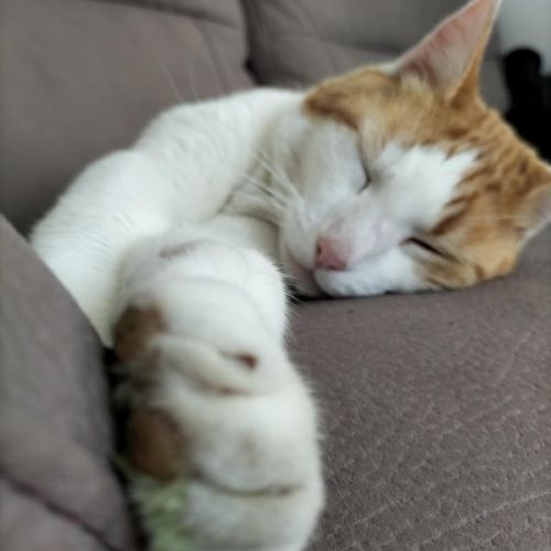 #FR2301516 - Chat perdu #FR2301516 - Chat perdu