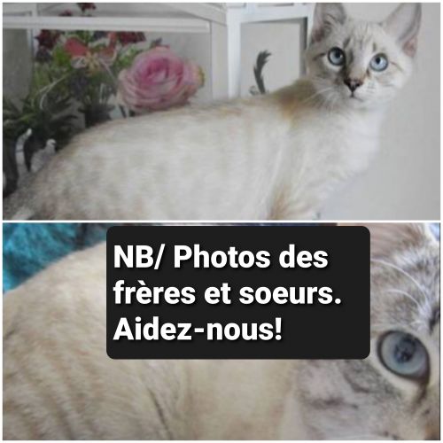 #FR2301518 - Chat perdu