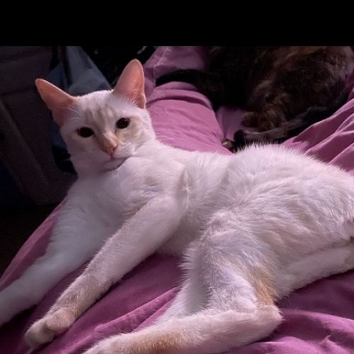 #FR210152 - Chat Perdu #FR210152 - Chat Perdu