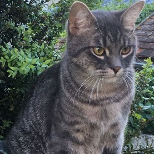 #FR2301532 - Chat perdu #FR2301532 - Chat perdu