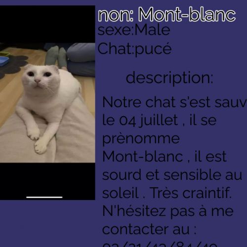 #FR2301535 - Chat perdu
