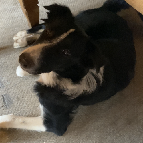 #FR2301537 - Chien perdu #FR2301537 - Chien perdu