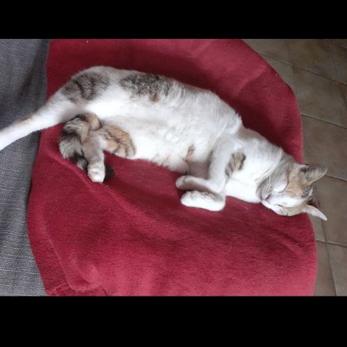 #FR2301540 - Chat perdu