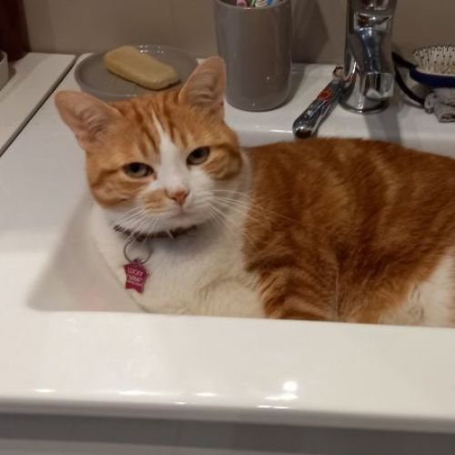 #FR2301541 - Chat perdu #FR2301541 - Chat perdu