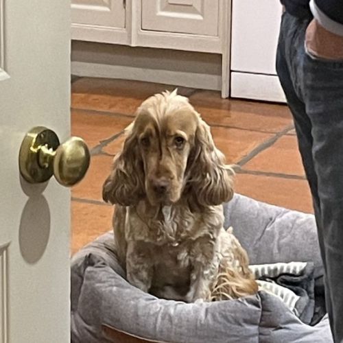 #FR2301542- Chien perdu