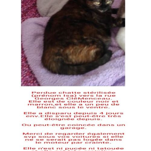 #FR2301544 - Chat perdu
