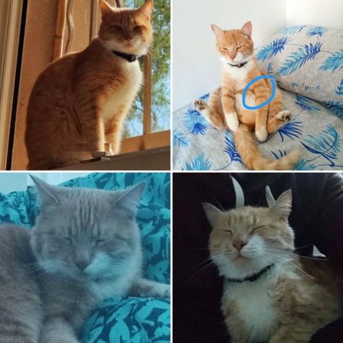 #FR2301551 - Chat perdu