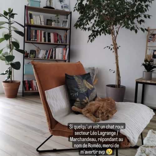 #FR2301567 - Chat perdu #FR2301567 - Chat perdu