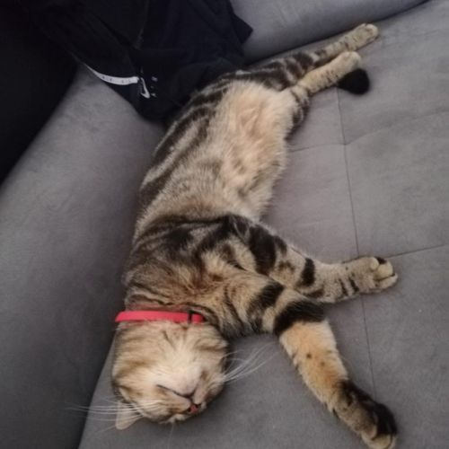 #FR2301569 - Chat perdu