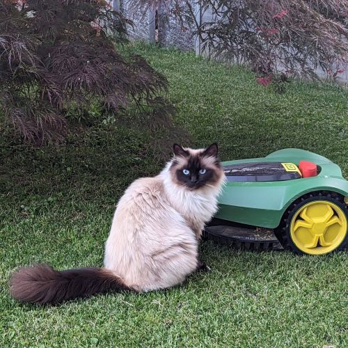 #FR2301573 - Chat perdu #FR2301573 - Chat perdu