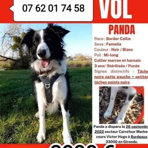 #FR2301574 - Chien perdu