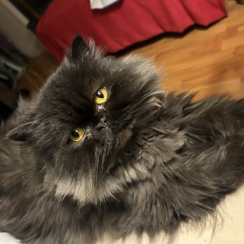 #FR2301577 - Chat perdu