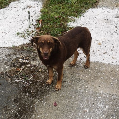 #FR2301587 - Chien perdu #FR2301587 - Chien perdu