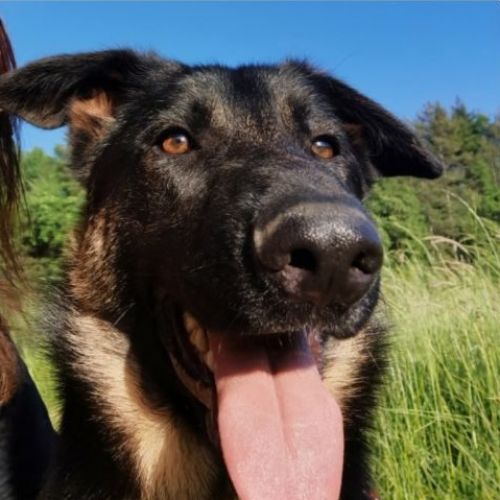 #FR2301588 - Chien perdu