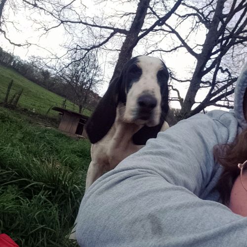 #FR2301589 - Chien perdu