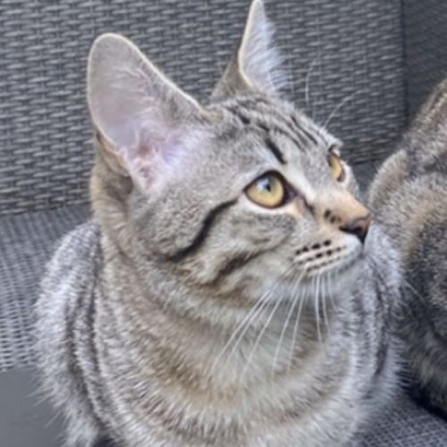 #FR210159 - Chat Perdu #FR210159 - Chat Perdu