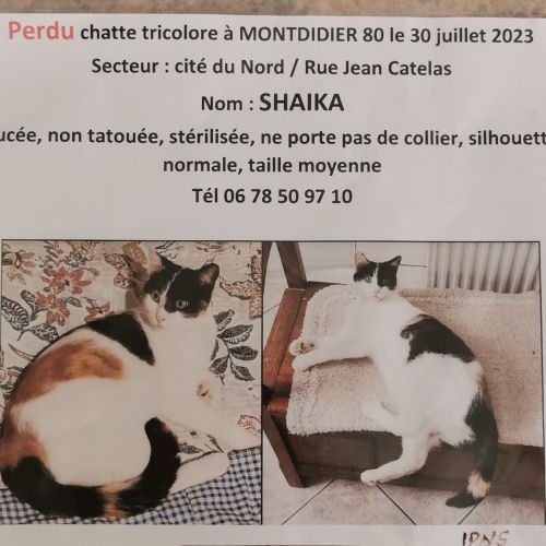 #FR2301590 - Chat perdu #FR2301590 - Chat perdu