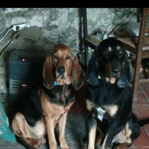 #FR2301600 - Chien perdu