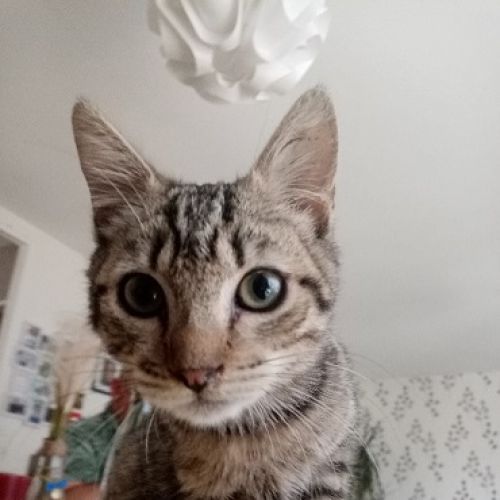 #FR2301607 - Chat perdu #FR2301607 - Chat perdu