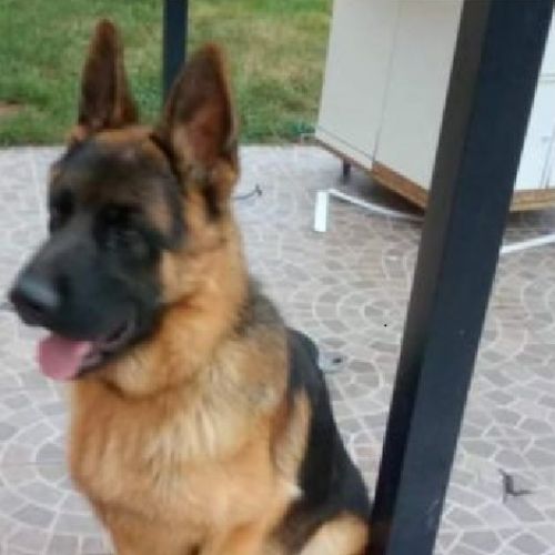 #FR2301612 - Chien perdu