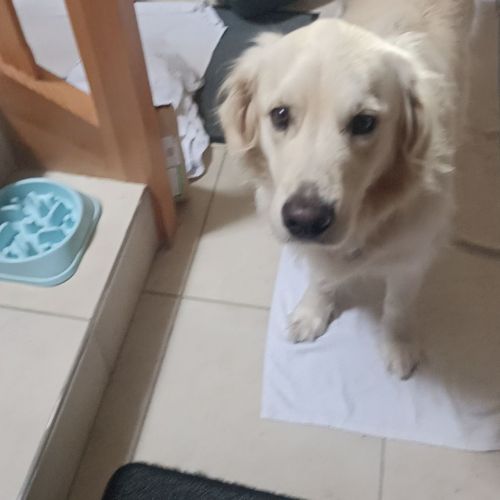 #FR2301613 - Chien perdu