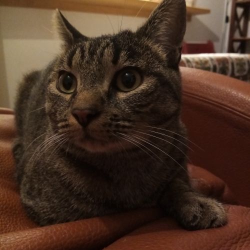 #FR2301616 - Chat perdu #FR2301616 - Chat perdu