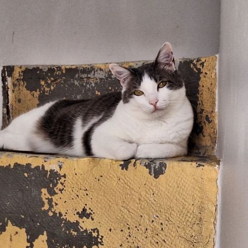 #FR2301627 - Chat perdu