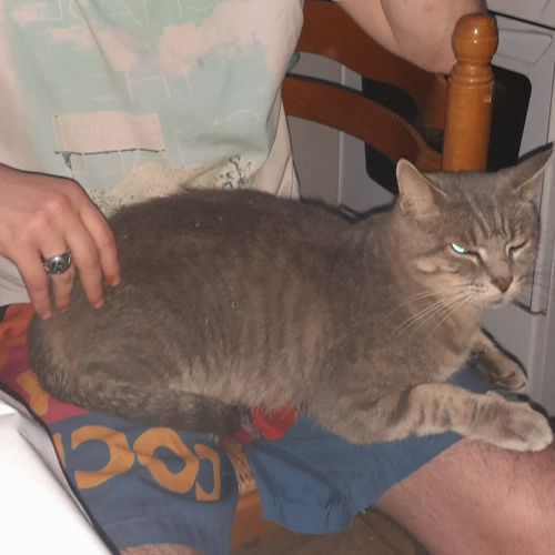 #FR2301629 - Chat perdu #FR2301629 - Chat perdu