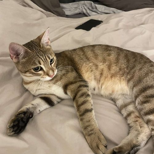 #FR2301638 - Chat perdu #FR2301638 - Chat perdu