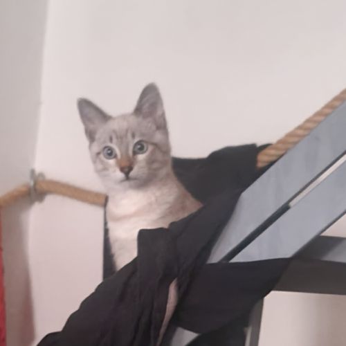 #FR2301641 - Chat perdu #FR2301641 - Chat perdu