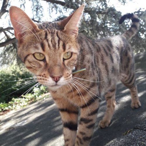 #FR2301656 - Chat perdu