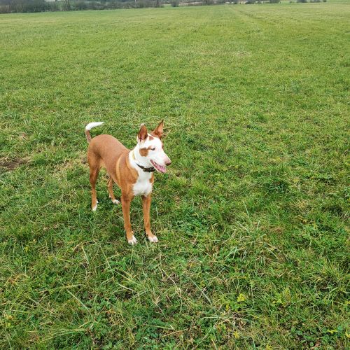 #FR2301657 - Chien perdu