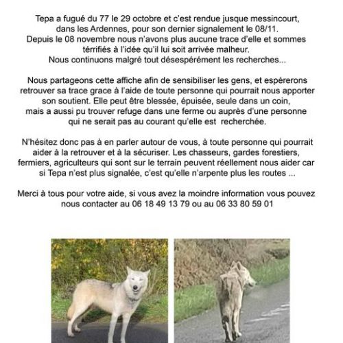 #FR2301658 - Chien perdu #FR2301658 - Chien perdu