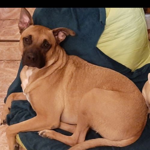 #FR2401674 - Chien perdu