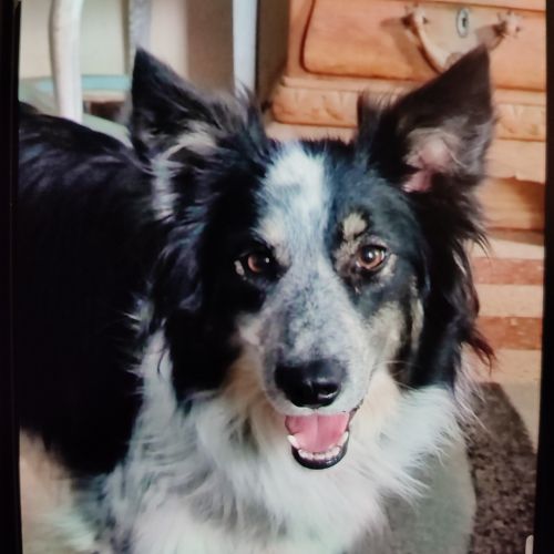 #FR2401675 - Chien perdu #FR2401675 - Chien perdu