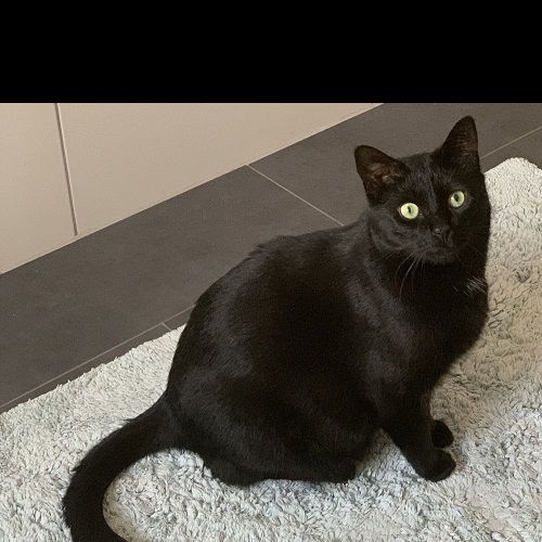 #FR2401677 - Chat perdu